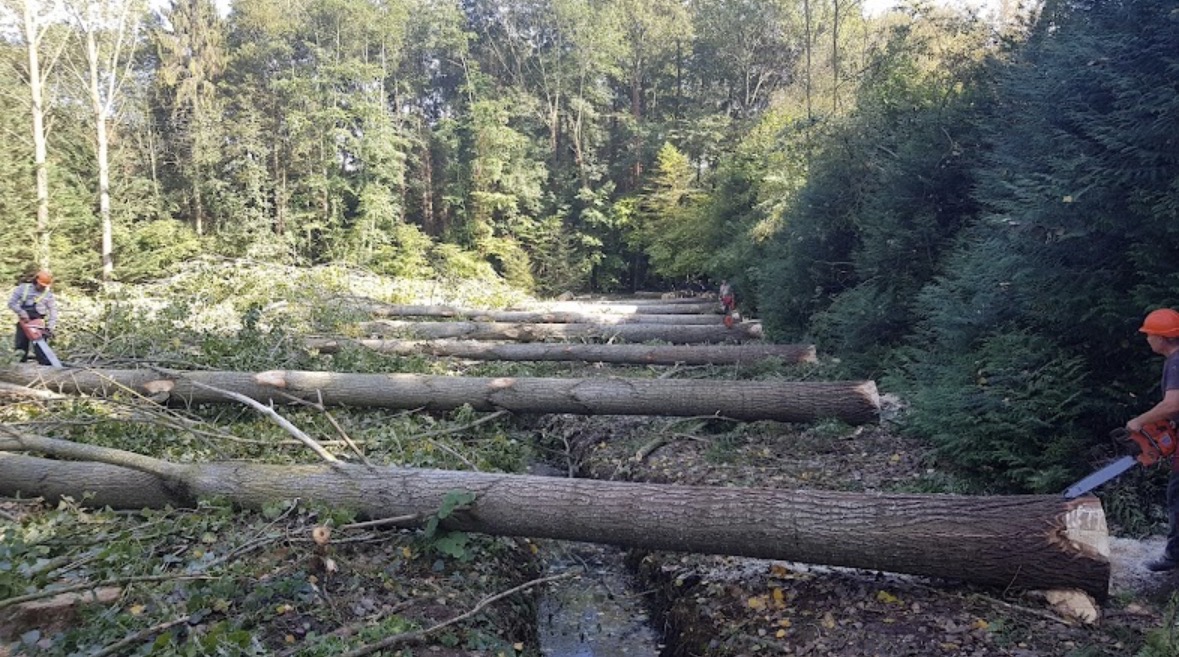 Élagage & Abattage — 2