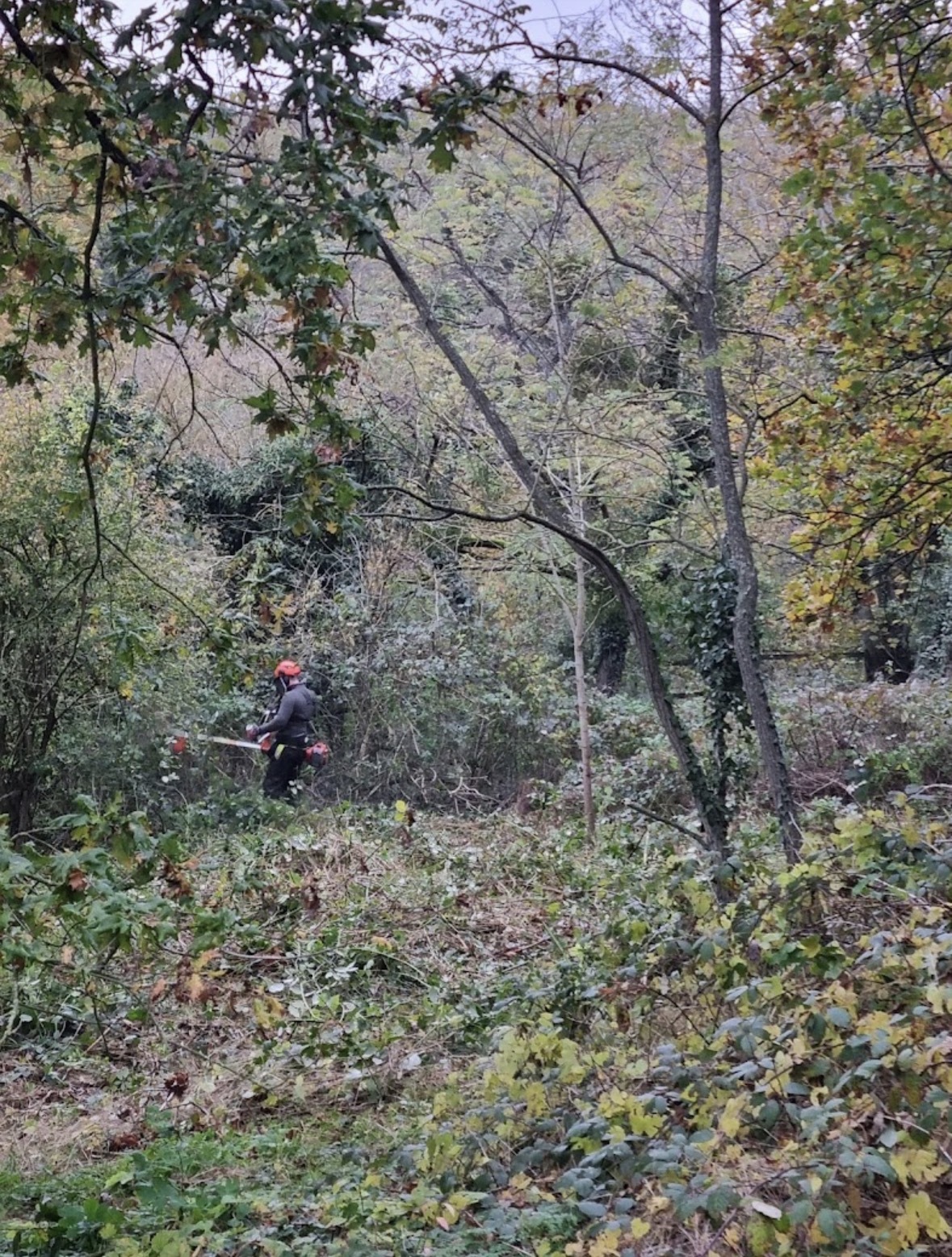 Débroussaillage — 3
