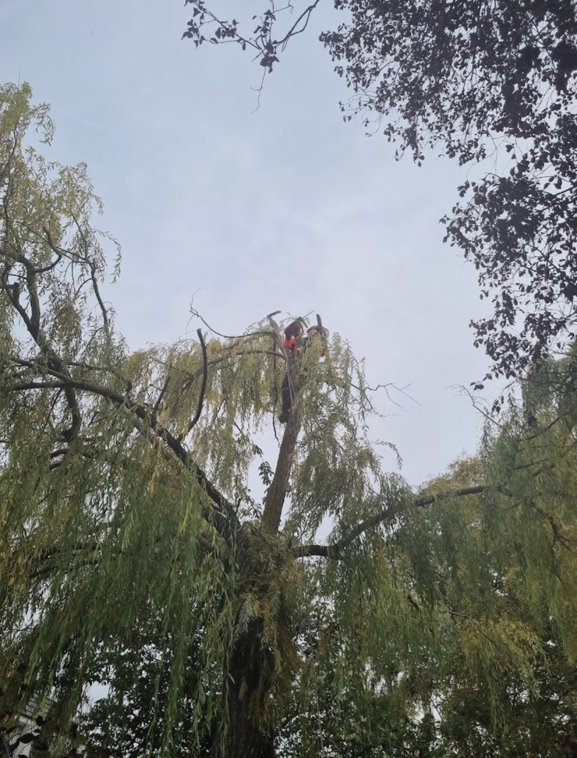 Élagage & Abattage — 5