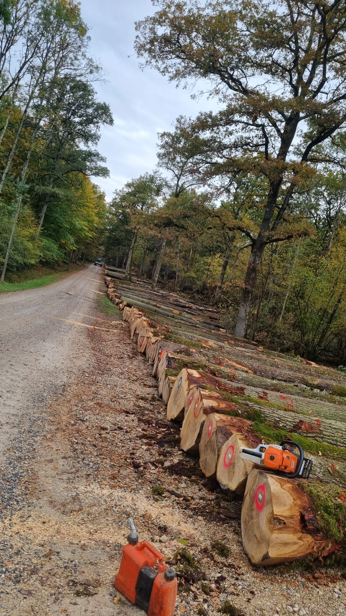 Élagage & Abattage — 6