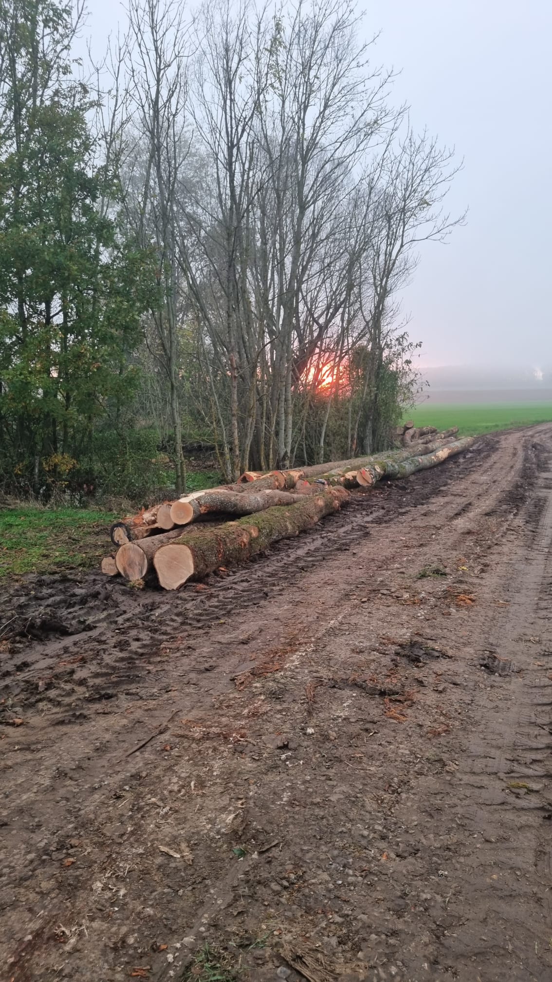 Élagage & Abattage — 7