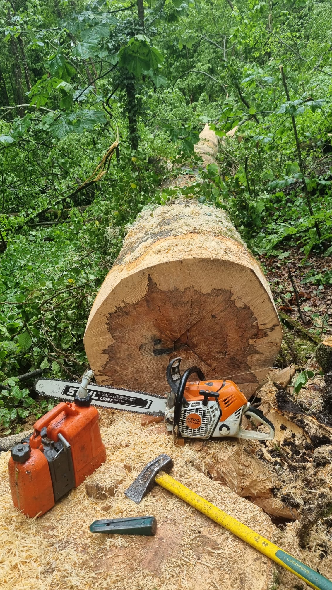 Élagage & Abattage — 8