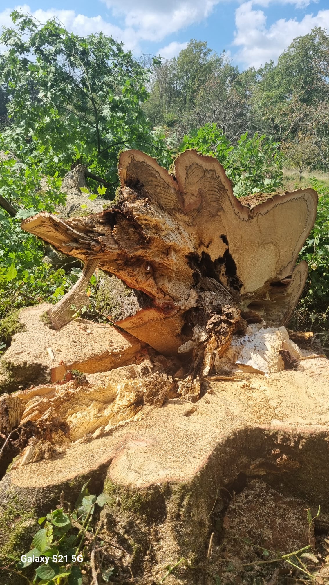 Élagage & Abattage — 11