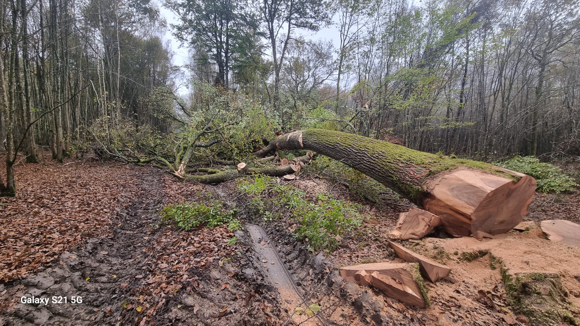 Opération d'élagage en accès difficile
